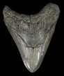 Bargain, Megalodon Tooth - Massive Meg #60499-1